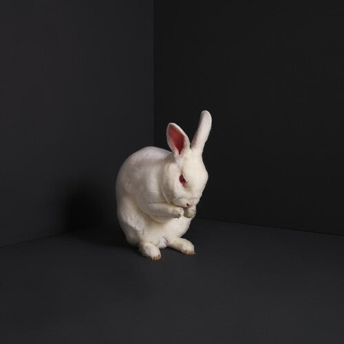 Brume: Rabbits