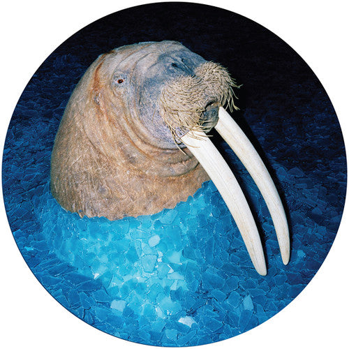 Tross: Walrus